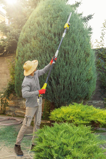 Tree Removal for Businesses in San Bernardino, CA